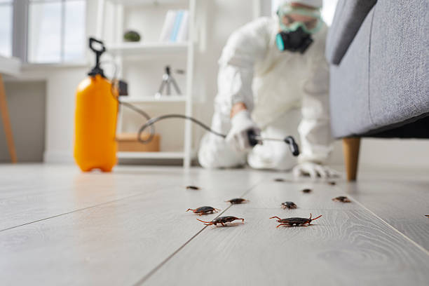 Affordable Termite Control solutions in Linn, MO